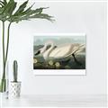 Picture of Vintage Floating White Swan _GroupedProduct_Rectangle_Landscape_Unframed_Print_Only_