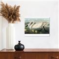 Picture of Vintage Floating White Swan _GroupedProduct_Rectangle_Landscape_Unframed_Print_Only_