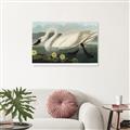 Picture of Vintage Floating White Swan _GroupedProduct_Rectangle_Landscape_Unframed_Print_Only_