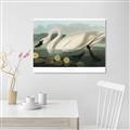 Picture of Vintage Floating White Swan _GroupedProduct_Rectangle_Landscape_Unframed_Print_Only_