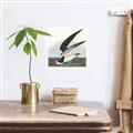 Picture of Black Skimmer From Birds of America (1827) _GroupedProduct_Square_Unframed_Print_Only_