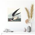 Picture of Black Skimmer From Birds of America (1827) _GroupedProduct_Square_Unframed_Print_Only_