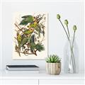 Picture of Vintage Carolina Parrot _GroupedProduct_Rectangle_Portrait_Unframed_Print_Only_