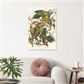 Picture of Vintage Carolina Parrot _GroupedProduct_Rectangle_Portrait_Unframed_Print_Only_