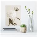 Picture of Romantic Blur Peony III _GroupedProduct_Rectangle_Portrait_Photography _GroupedProduct_Rectangle_Portrait_Unframed_Print_Only_