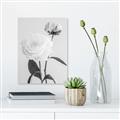 Picture of Romantic Blur Peony III _GroupedProduct_Rectangle_Portrait_Photography _GroupedProduct_Rectangle_Portrait_Unframed_Print_Only_