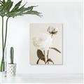 Picture of Romantic Blur Peony III _GroupedProduct_Rectangle_Portrait_Photography _GroupedProduct_Rectangle_Portrait_Unframed_Print_Only_