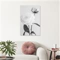 Picture of Romantic Blur Peony III _GroupedProduct_Rectangle_Portrait_Photography _GroupedProduct_Rectangle_Portrait_Unframed_Print_Only_