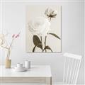 Picture of Romantic Blur Peony III _GroupedProduct_Rectangle_Portrait_Photography _GroupedProduct_Rectangle_Portrait_Unframed_Print_Only_