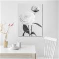 Picture of Romantic Blur Peony III _GroupedProduct_Rectangle_Portrait_Photography _GroupedProduct_Rectangle_Portrait_Unframed_Print_Only_