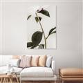 Picture of Romantic Blur Peony II _GroupedProduct_Rectangle_Portrait_Photography _GroupedProduct_Rectangle_Portrait_Unframed_Print_Only_