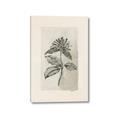 Picture of Vintage Flower II _GroupedProduct_Rectangle_Portrait_Canvas_