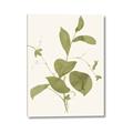 Picture of Leaf Mirage II _GroupedProduct_Rectangle_Portrait_Canvas_