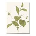 Picture of Leaf Mirage II _GroupedProduct_Rectangle_Portrait_Canvas_