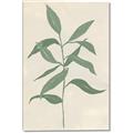 Picture of Swaying Foliage I _GroupedProduct_Rectangle_Portrait_Canvas_