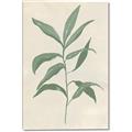 Picture of Swaying Foliage II _GroupedProduct_Rectangle_Portrait_Canvas_