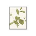 Picture of Leaf Mirage II _GroupedProduct_Rectangle_Portrait_Canvas_Framed_