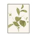 Picture of Leaf Mirage II _GroupedProduct_Rectangle_Portrait_Canvas_Framed_