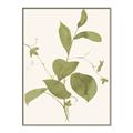 Picture of Leaf Mirage II _GroupedProduct_Rectangle_Portrait_Canvas_Framed_