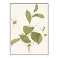 Picture of Leaf Mirage II _GroupedProduct_Rectangle_Portrait_Canvas_Framed_