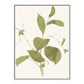 Picture of Leaf Mirage II _GroupedProduct_Rectangle_Portrait_Canvas_Framed_