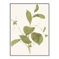 Picture of Leaf Mirage II _GroupedProduct_Rectangle_Portrait_Canvas_Framed_