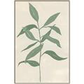 Picture of Swaying Foliage I _GroupedProduct_Rectangle_Portrait_Canvas_Framed_