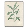 Picture of Swaying Foliage II _GroupedProduct_Rectangle_Portrait_Canvas_Framed_