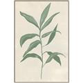 Picture of Swaying Foliage II _GroupedProduct_Rectangle_Portrait_Canvas_Framed_