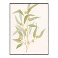 Picture of Botanical Strand I _GroupedProduct_Rectangle_Portrait_Canvas_Framed_