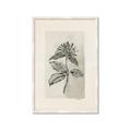 Picture of Vintage Flower II _GroupedProduct_Rectangle_Portrait_Framed_Matted_