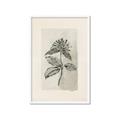 Picture of Vintage Flower II _GroupedProduct_Rectangle_Portrait_Framed_Matted_