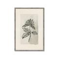 Picture of Vintage Flower II _GroupedProduct_Rectangle_Portrait_Framed_Matted_