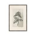 Picture of Vintage Flower II _GroupedProduct_Rectangle_Portrait_Framed_Matted_
