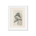 Picture of Vintage Flower II _GroupedProduct_Rectangle_Portrait_Framed_Matted_