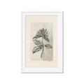 Picture of Vintage Flower II _GroupedProduct_Rectangle_Portrait_Framed_Matted_