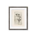 Picture of Vintage Flower IV _GroupedProduct_Rectangle_Portrait_Framed_Matted_