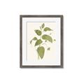 Picture of Leaf Mirage I _GroupedProduct_Rectangle_Portrait_Framed_Matted_