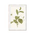 Picture of Leaf Mirage II _GroupedProduct_Rectangle_Portrait_Framed_Matted_