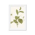 Picture of Leaf Mirage II _GroupedProduct_Rectangle_Portrait_Framed_Matted_