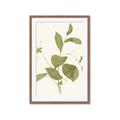 Picture of Leaf Mirage II _GroupedProduct_Rectangle_Portrait_Framed_Matted_