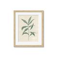 Picture of Swaying Foliage II _GroupedProduct_Rectangle_Portrait_Framed_Matted_