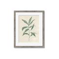 Picture of Swaying Foliage II _GroupedProduct_Rectangle_Portrait_Framed_Matted_