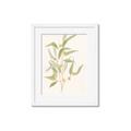 Picture of Botanical Strand I _GroupedProduct_Rectangle_Portrait_Framed_Matted_