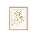 Picture of Botanical Strand II _GroupedProduct_Rectangle_Portrait_Framed_Matted_