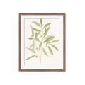 Picture of Botanical Strand II _GroupedProduct_Rectangle_Portrait_Framed_Matted_