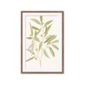 Picture of Botanical Strand II _GroupedProduct_Rectangle_Portrait_Framed_Matted_