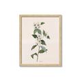 Picture of Swaying Foliage III _GroupedProduct_Rectangle_Portrait_Framed_Matted_