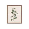 Picture of Swaying Foliage III _GroupedProduct_Rectangle_Portrait_Framed_Matted_