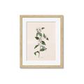 Picture of Swaying Foliage III _GroupedProduct_Rectangle_Portrait_Framed_Matted_